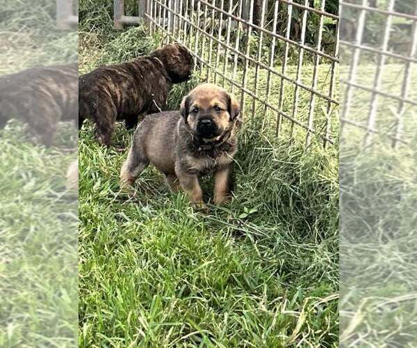 Medium Photo #6 English Mastweiler Puppy For Sale in OSCEOLA, MO, USA