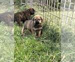 Small #5 English Mastweiler