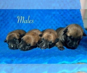 Belgian Malinois Puppy for sale in PIEDMONT, AL, USA