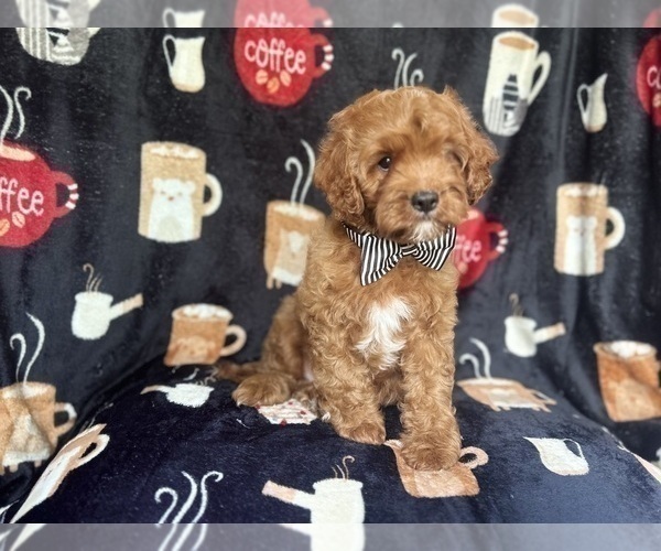 Medium Photo #8 Cavapoo Puppy For Sale in LAKELAND, FL, USA