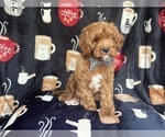 Small #7 Cavapoo