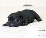 Small Photo #14 French Bulldog Puppy For Sale in WINNSBORO, TX, USA