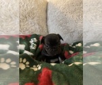 Small #1 French Bulldog