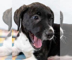 Mutt Dogs for adoption in Kennesaw, GA, USA