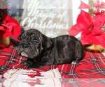 Small Photo #1 Bulldog Puppy For Sale in CORAL SPRINGS, FL, USA