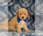 Small Photo #2 Poochon Puppy For Sale in LANCASTER, PA, USA