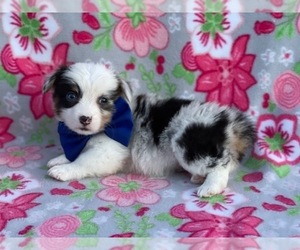 Pembroke Welsh Corgi Puppy for sale in LANCASTER, PA, USA