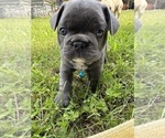 Puppy Ruckus Blue French Bulldog