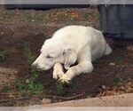 Small #5 Great Pyrenees