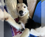 Small #9 Border Collie Mix