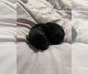 Shih-Poo Puppy for sale in DINWIDDIE, VA, USA