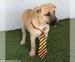 Small Photo #4 Black Mouth Cur-Unknown Mix Puppy For Sale in San Diego, CA, USA