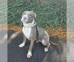 Small #1 American Pit Bull Terrier