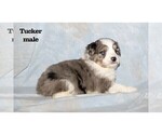 Puppy Tucker Aussiedoodle Miniature 
