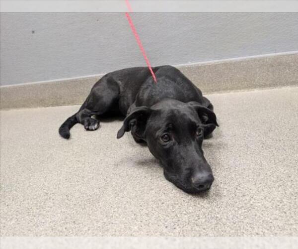 Medium Photo #1 Labrador Retriever-Unknown Mix Puppy For Sale in Las Vegas, NV, USA