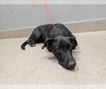 Small Labrador Retriever Mix