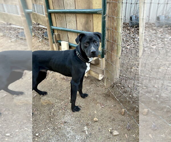 Medium Photo #1 American Pit Bull Terrier-Labrador Retriever Mix Puppy For Sale in Brewster, NY, USA