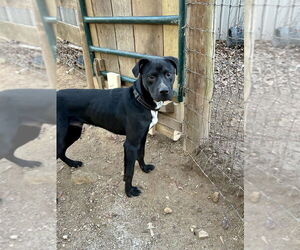 American Pit Bull Terrier-Labrador Retriever Mix Dogs for adoption in Brewster, NY, USA