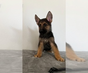 German Shepherd Dog Puppy for sale in FT LEWIS, WA, USA