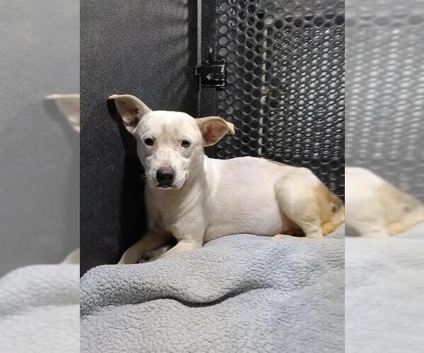 Medium Photo #1 Mutt Puppy For Sale in Downey, CA, USA