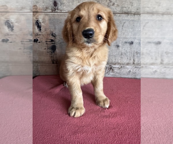 Medium Photo #10 Golden Retriever Puppy For Sale in VERMONTVILLE, MI, USA