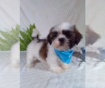 Small #3 Shih Tzu