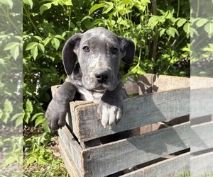 Great Dane Puppy for sale in MIDDLEBURY, IN, USA
