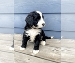 Small Photo #5 Bernedoodle Puppy For Sale in YACOLT, WA, USA
