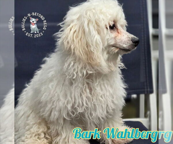 Medium Photo #2 Maltese-Unknown Mix Puppy For Sale in Omaha, NE, USA