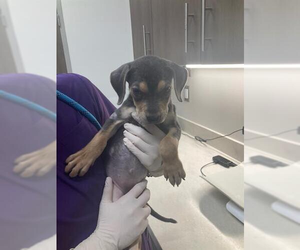 Medium Photo #1 Labrador Retriever-Unknown Mix Puppy For Sale in Baytown, TX, USA