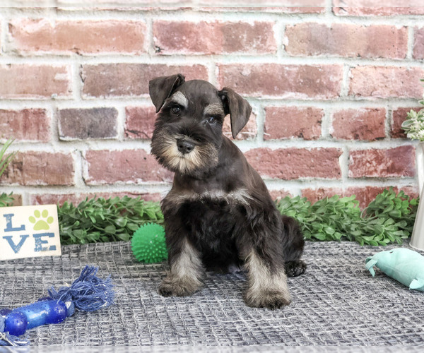 Medium Photo #5 Schnauzer (Miniature) Puppy For Sale in SYRACUSE, IN, USA