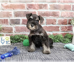 Small Photo #5 Schnauzer (Miniature) Puppy For Sale in SYRACUSE, IN, USA