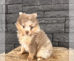 Small #4 Pomeranian