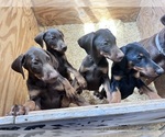 Small #12 Doberman Pinscher