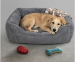 Small Golden Labrador