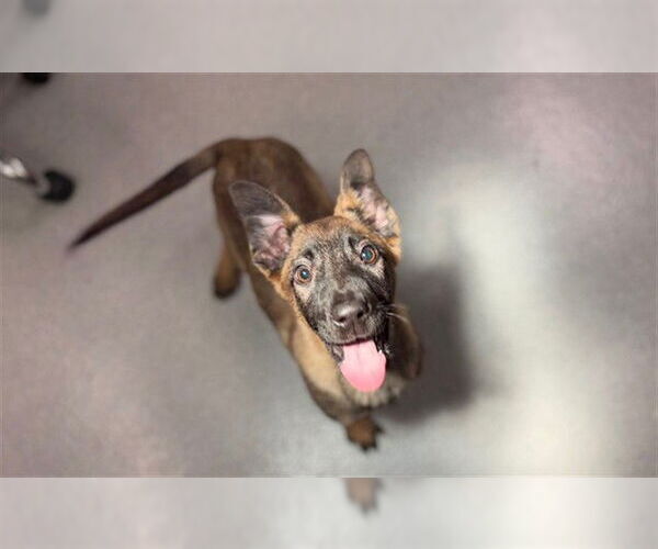 Medium Photo #2 Mutt Puppy For Sale in Rancho Cucamonga, CA, USA