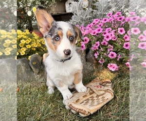 Pembroke Welsh Corgi Puppy for sale in MIDDLEBURY, IN, USA