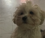 Small Photo #17 Maltipoo (Miniature) Puppy For Sale in PALMDALE, CA, USA