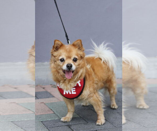 Medium Photo #7 Chiranian Puppy For Sale in Mission Viejo, CA, USA