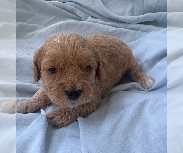 Medium Photo #40 Cavapoo Puppy For Sale in PENSACOLA, FL, USA