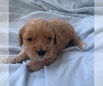Puppy Carmel Cavapoo