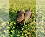 Small Photo #5 Great Dane Puppy For Sale in LEITCHFIELD, KY, USA