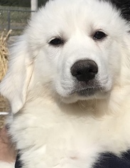 Great Pyrenees Puppy for sale in HOMESTEAD, FL, USA