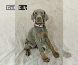 Doberman Pinscher Puppy for Sale in POMEROY, Ohio USA