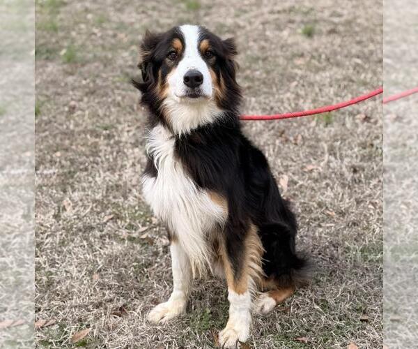 Medium Photo #4 Australian Mountain Dog Puppy For Sale in Yardley, PA, USA