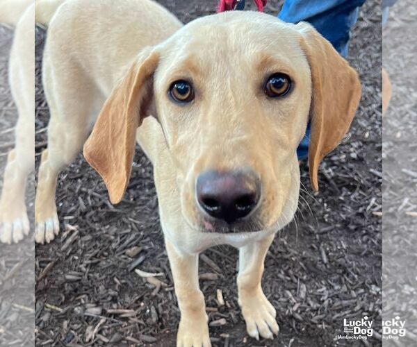 Medium Photo #5 Labrador Retriever-Retriever  Mix Puppy For Sale in Washington, DC, USA