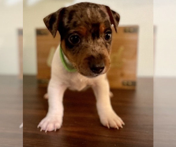 Medium Photo #16 Jack Russell Terrier Puppy For Sale in FORT PIERCE, FL, USA