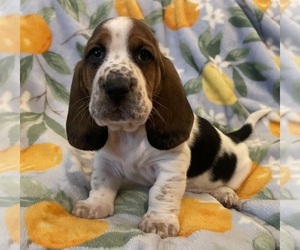 Basset Hound Puppy for sale in VILLA RIDGE, MO, USA