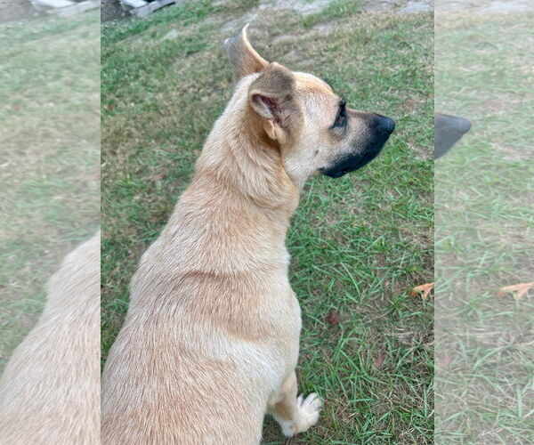 Medium Photo #3 German Shepherd Dog-Unknown Mix Puppy For Sale in Eastman, GA, USA