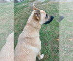Small #2 German Shepherd Dog Mix